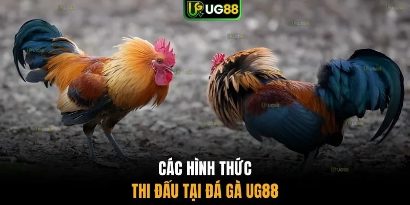 Các hình thức thi đấu tại đá gà UG88