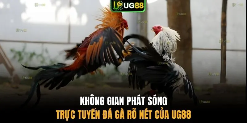 Không gian phát sóng trực tuyến đá gà rõ nét của UG88